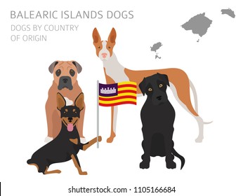 Dogs by country of origin. Spain. Balearic islands dog breeds. Infographic template. Vector illustration