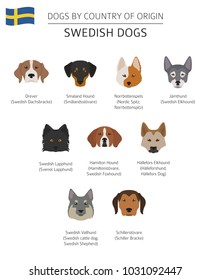 Dogs by country of origin. Swedish dog breeds. Infographic template. Vector illustration