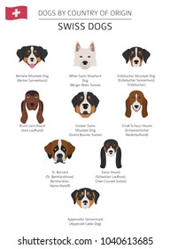 Dogs by country of origin. Swiss dog breeds. Infographic template. Vector illustration