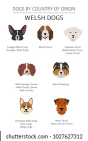 Dogs by country of origin. Walsh dog breeds. Infographic template. Vector illustration. Vector illustration
