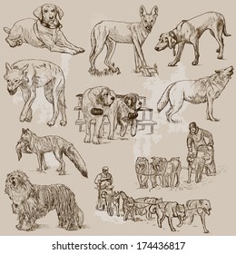 DOGS (Canidae) around the World (set no.1). Collection of hand drawn illustrations. Each drawing comprises of two layers of outlines,the colored background is isolated.