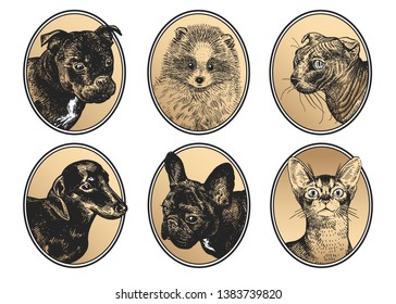 Dogs and cats. Portraits of pets in frame set. Bull Terrier, Dachshund, Spitz, Bulldog and sphinx cat. Black, white and gold foil. Vector illustration, sketch. Hand drawing of animals. Vintage.