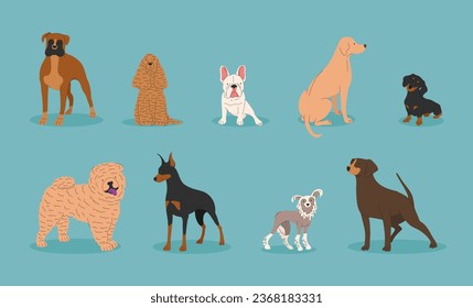 Dogs collection. Vector illustration of funny cartoon different breeds dogs in trendy flat style. French Bulldog, Rottweiler, Dachshund, Doberman, Labrador, Chow, Chinese Dog. Cute small and big pets.