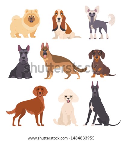 Dogs collection. Vector illustration of various breeds of dogs, such as chow chow, mini poodle, basset hound, chinese crested dog and other. Isolated on white.