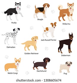 Dogs of different breed set. Dog is standing sideways. Dreeds: Beagle, Welsh Corgi, Jack Russell Terrier, Dalmatian, Husky, Doberman, Dachshund, Golden Retriever, Pug. Isolated vector illustration