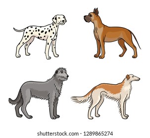 Dogs of different breeds in color (great dane, dalmatian, irish wolfhound, borzoi) - vector illustration