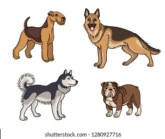 Dogs of different breeds in color (welsh terrier, german shepherd, husky, bulldog) - vector illustration