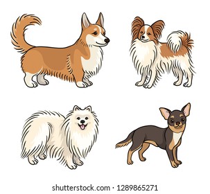 Dogs of different breeds in color (welsh corgi, papillon, pomeranian, chihuahua) - vector illustration