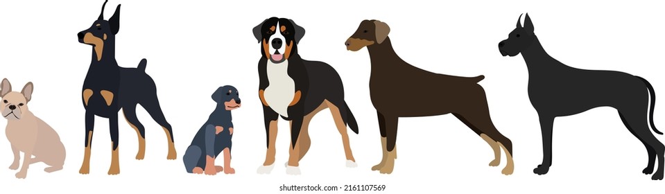 dogs of different breeds in flat design isolated, vector