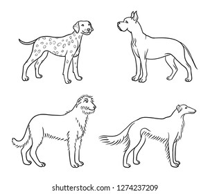 Dogs of different breeds in outlines (great dane, dalmatian, irish wolfhound, borzoi) - vector illustration