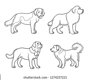 Dogs of different breeds in outlines (St. Bernard, Newfoundland, Spanish mastiff, Caucasian shepherd) - vector illustration