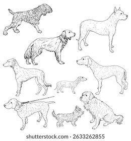 Dogs of different breeds, set, black and white ink sketch. Vector illustration. Hunting, guard and hound dogs, isolated on a white background. The drawing is made in a simple style