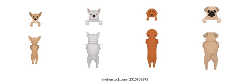 Dogs of Different Breeds Standing on Hind Legs Front and Back Vector Set