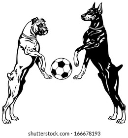 dogs, doberman and boxer breeds, black and white illustration