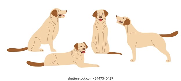 Dogs. Dog is in different positions, standing, lying, sitting. Labrador Retriever. Adult dogs. Thoroughbred dogs. Light-colored short-haired dog. Flat vector pet animals isolated on white background