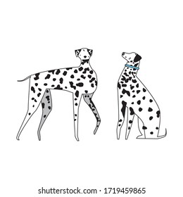 A dogs Dolmatians sit and stand isolivons on a white background for design. A outline vector stock illustration with dog or animal like scandinavian doodle for kids, boys and girls