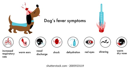 Dog`s fever symptoms.Infographic icons with different signs and reasons of high temperature.Canine healthcare.Veterinary banner.Shivering,warm nose and ears,red eyes.Animal disease.Vector.Flat style