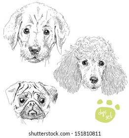 Dogs head set: pug, poodle, puppy of labrador isolated.Vector illustration, hand draw, realistic style