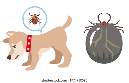 Dogs infested with ticks and ticks after sucking blood