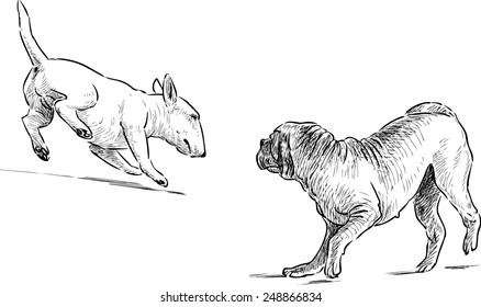 dogs on a walk