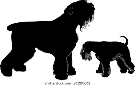 dogs on white background