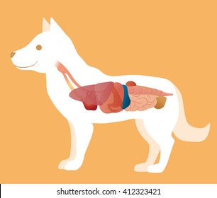 dog's organ anatomy diagram, vector illustration