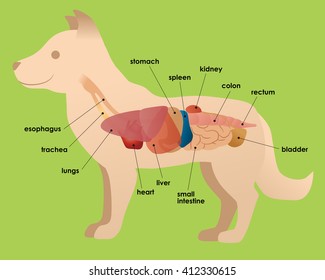 Dog Internal Organs High Res Stock Images Shutterstock