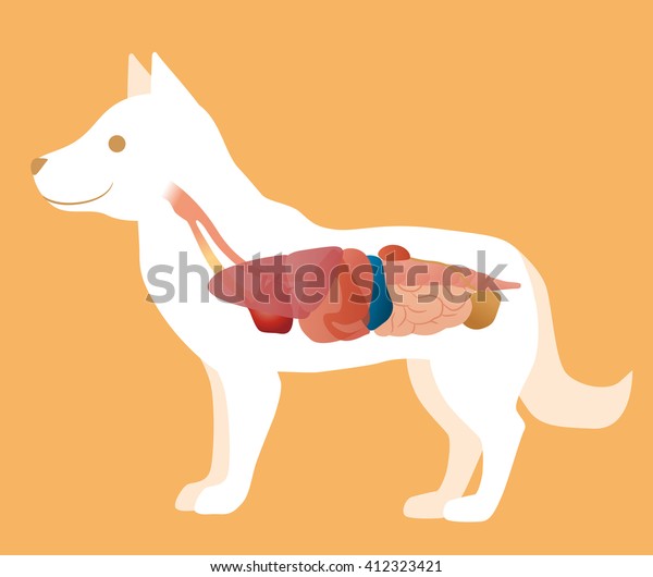 犬の臓器解剖図 ベクターイラスト のベクター画像素材 ロイヤリティフリー