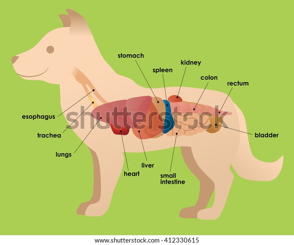 dog\'s organ\
anatomy diagram, vector\
illustration