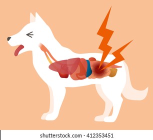 dog's organ and intestines disease, vector illustration