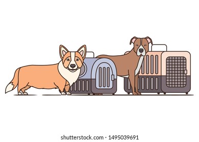 dogs and pet transport boxes on white background