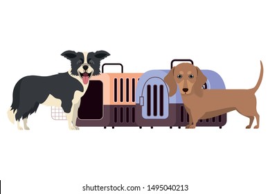 dogs and pet transport boxes on white background