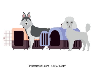 dogs and pet transport boxes on white background