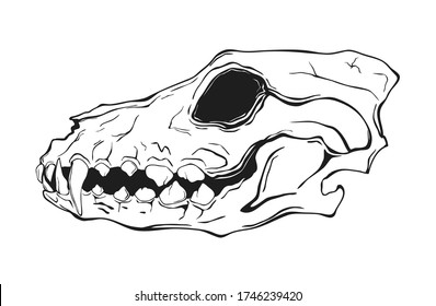 Dog's scull isolated on white. Vector illustration.