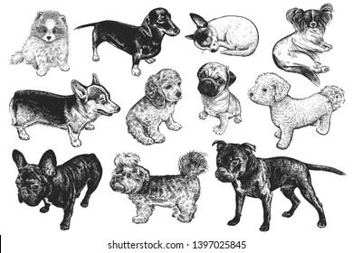 Dogs set. Cute puppies of terrier, Spaniel, Bichon Frise, Corgi, Yorkshire, Dachshund, Spitz, Chi Hua Hua and Pug. Pets isolated. Realistic sketch of animals. Vintage engraving. Black and white.