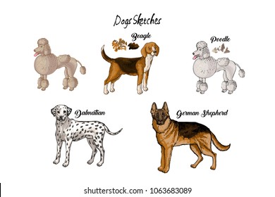  Dogs sketches set. Dogs of different breeds.Hand drawn vector illustration