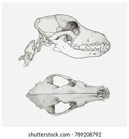 Dog's skull - top and side view - vector illustration