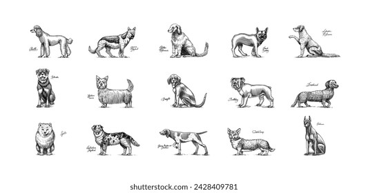 Dogs In This Drawing. Different breeds of domestic animals. Puppy characters design collection. Engraved hand drawn monochrome sketch. Vintage line art.