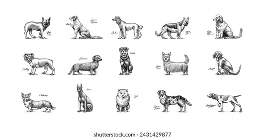 Dogs In This Drawing. Different breeds of domestic animals. Puppy characters design collection. Engraved hand drawn monochrome sketch. Vintage line art.