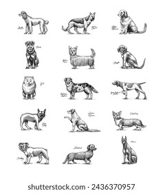 Dogs In This Drawing. Different breeds of domestic animals. Puppy characters design collection. Engraved hand drawn monochrome sketch. Vintage line art.