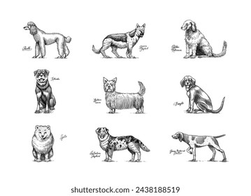 Dogs In This Drawing. Different breeds of domestic animals. Puppy characters design collection. Engraved hand drawn monochrome sketch. Vintage line art.