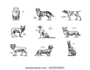 Perros En Este Dibujo. Diferentes razas de animales domésticos. Colección de diseño de personajes cachorros. Esbozo monocromo grabado a mano. Arte de línea vintage.