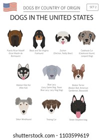 Dogs in the United States. American dog breeds. Infographic template. Vector illustration