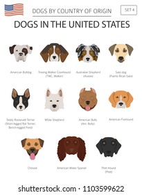 Dogs in the United States. American dog breeds. Infographic template. Vector illustration