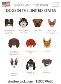 Dogs in the United States. American dog breeds. Infographic template. Vector illustration