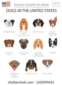 Dogs in the United States. American dog breeds. Infographic template. Vector illustration