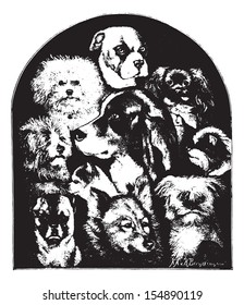 Dogs of various breeds, vintage engraved illustration. Animaux Sauvages et Domestiques - For kids - 1892.