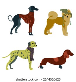 dogs in warm clothes vector isolated illustration . Dachshund, Dalmatian, Azawak and Akita Inu. 4 Dog breeds for stickers, diaries, notebooks, stationery, etc. 