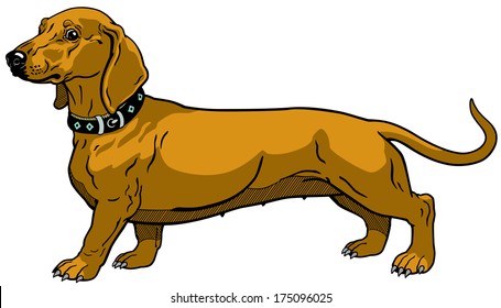 dog,smooth-haired dachshund,side view, isolated on white background