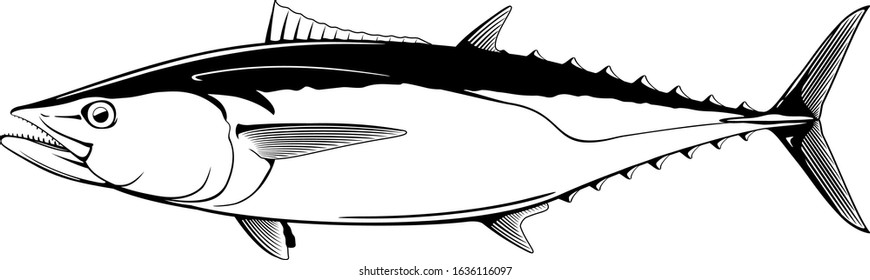 Dogtooth tuna fish in side view in black and white isolated illustration, realistic sea fish illustration on white background, commercial and recreational fisheries